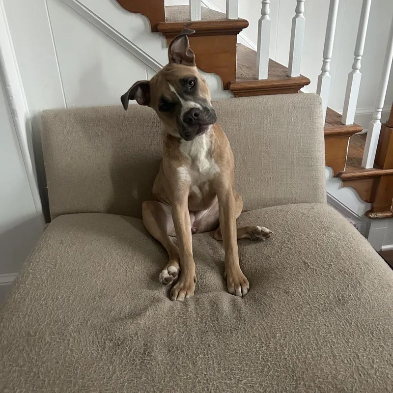 A young small-sized female Yellow / Tan / Blond / Fawn Mixed Breed dog named Lola for adoption in Fredericksburg, VA