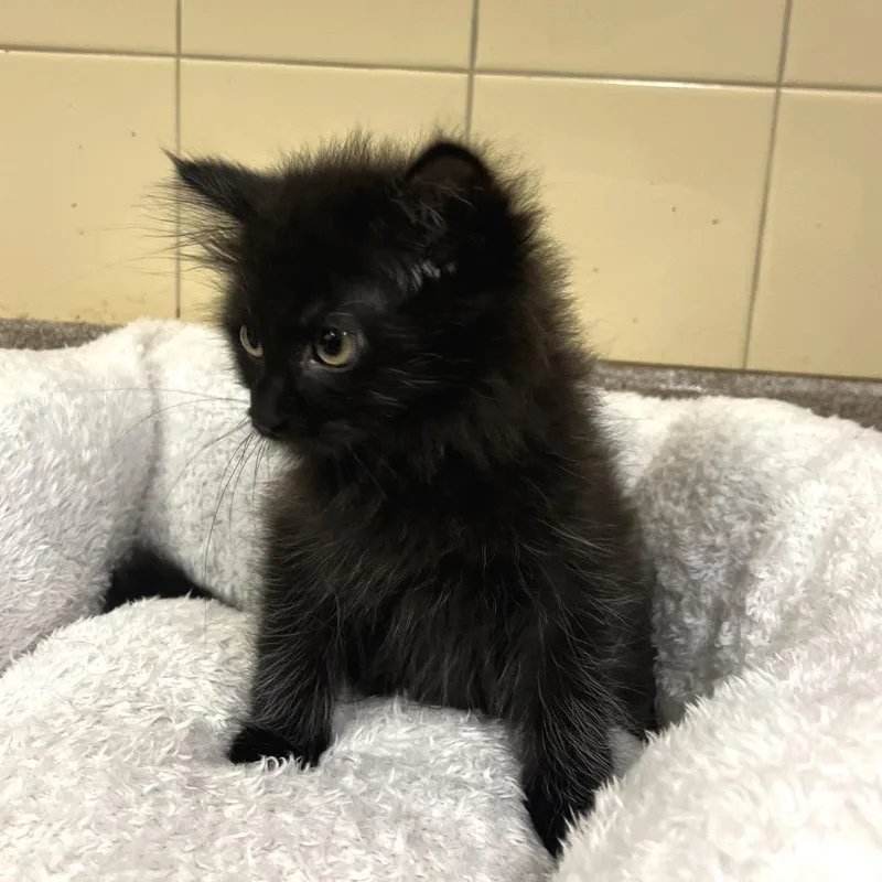 A baby small-sized female Black Domestic Long Hair cat named Petal for adoption in East Hampton, NY