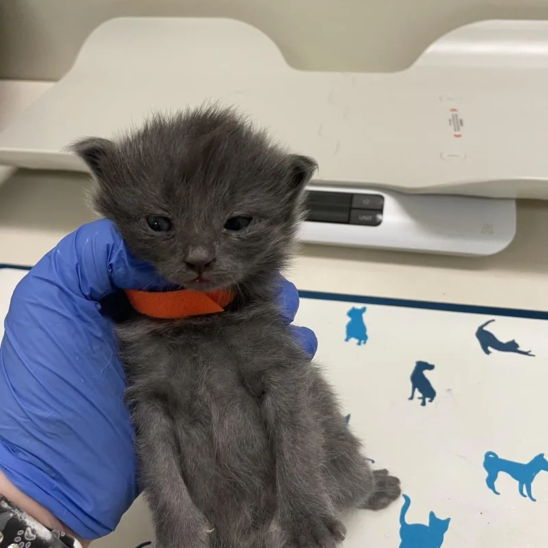 A baby small-sized male Gray / Blue / Silver Domestic Short Hair cat named Billy for adoption in Lynchburg, VA