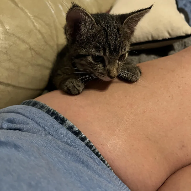 A baby medium-sized female Tabby (Brown / Chocolate) Domestic Short Hair cat named Eddie & Effie for adoption in Wheat Ridge, CO