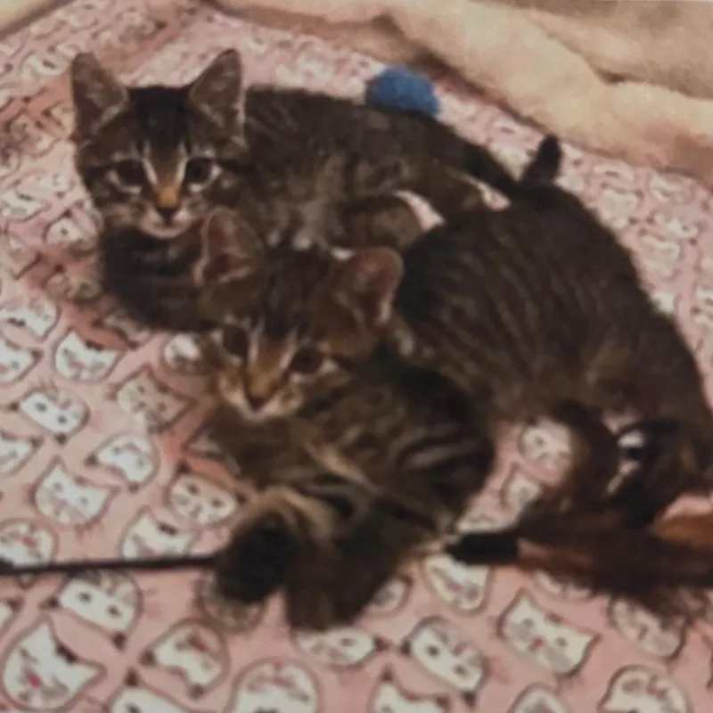 Eddie & Effie thumbnail 2
