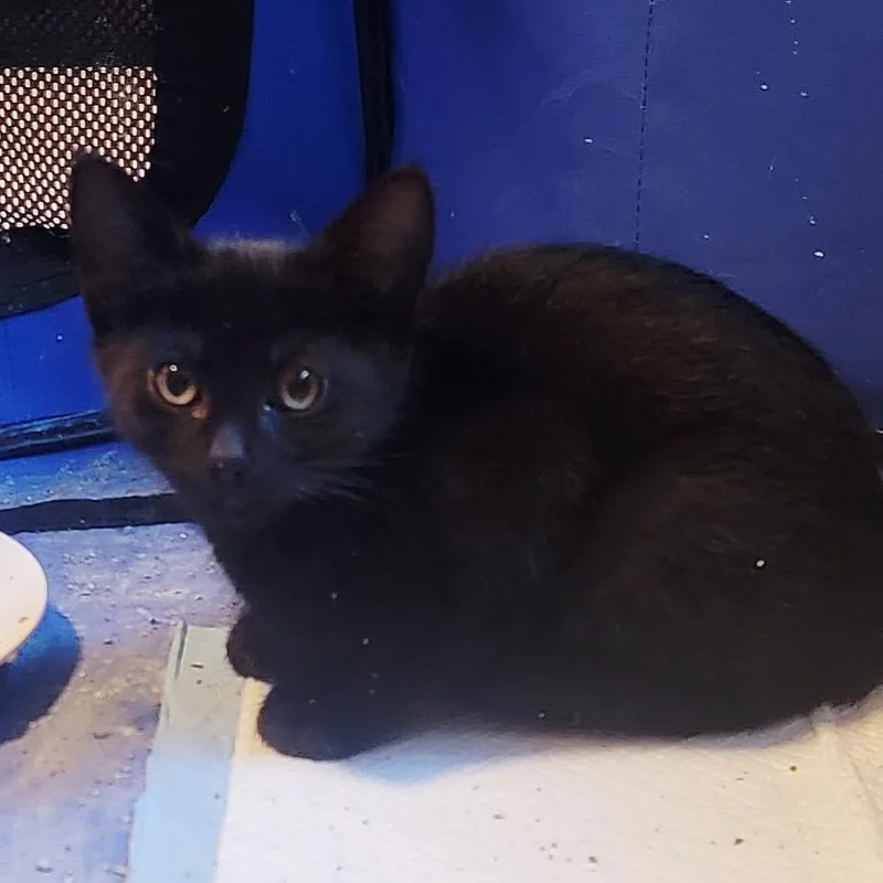 A baby small-sized male Black Domestic Short Hair cat named Jasper for adoption in Spokane, WA