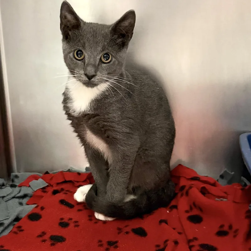 A baby medium-sized male Gray & White Domestic Short Hair cat named Chevy for adoption in Wantagh, NY