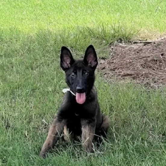 A baby small-sized male Black Belgian Shepherd / Malinois dog named Curtis for adoption in Griffin, GA