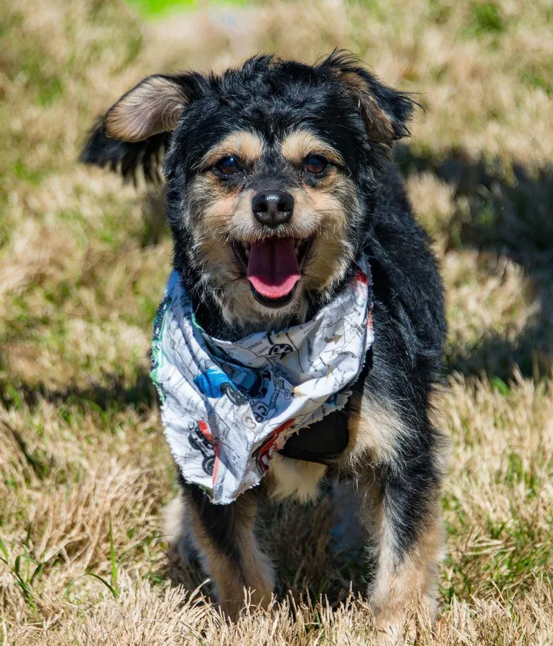 Midnight thumbnail 4