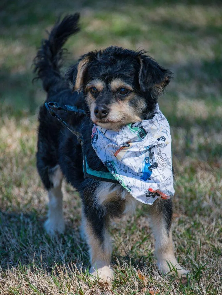 Midnight thumbnail 5