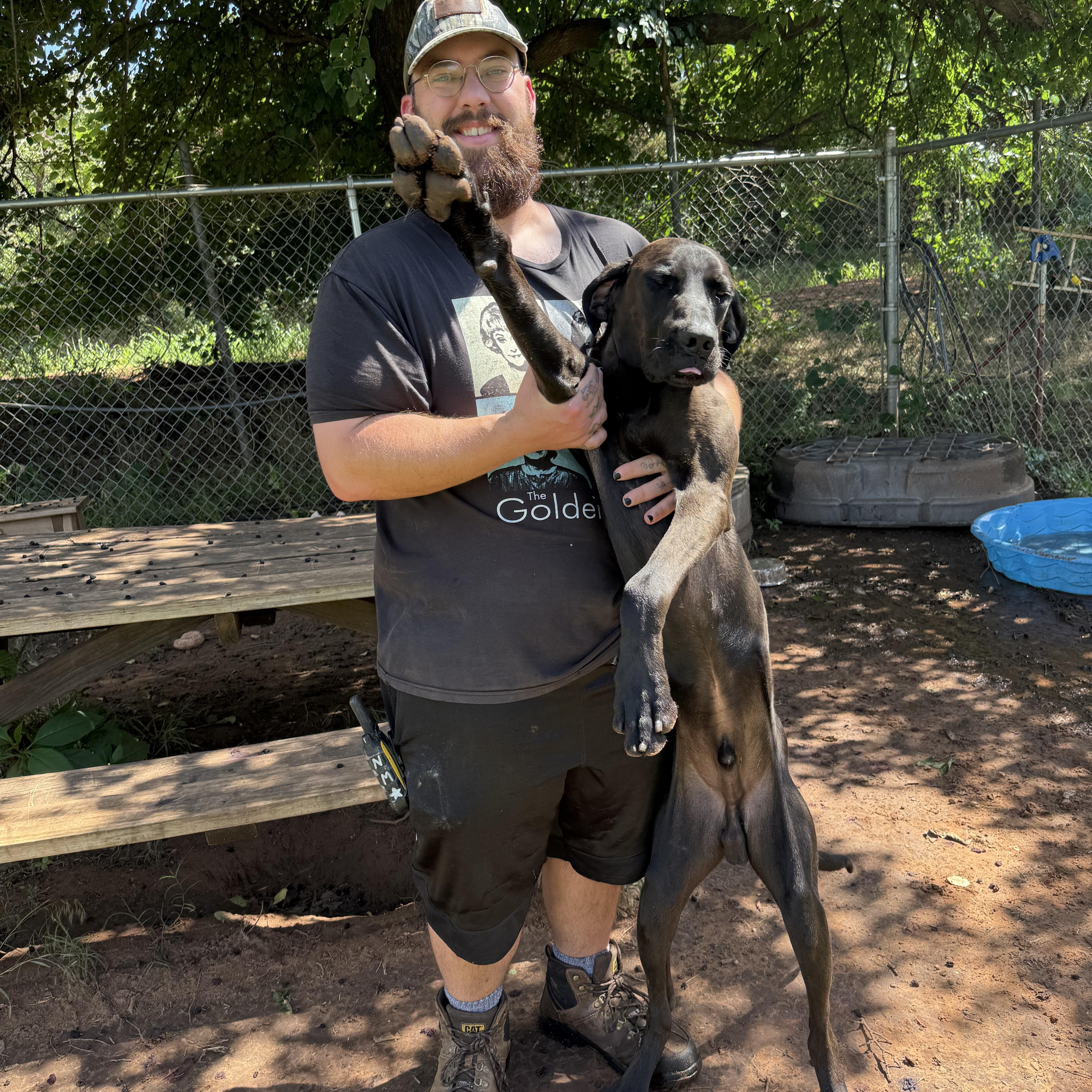 An adult large-sized male Poodle dog named Lancelot for adoption in Guthrie, OK