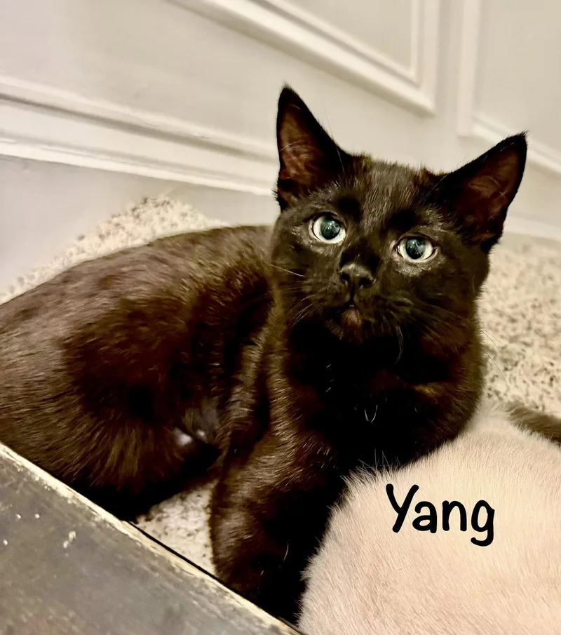 A baby medium-sized male Black Domestic Short Hair cat named Yang for adoption in Reston, VA