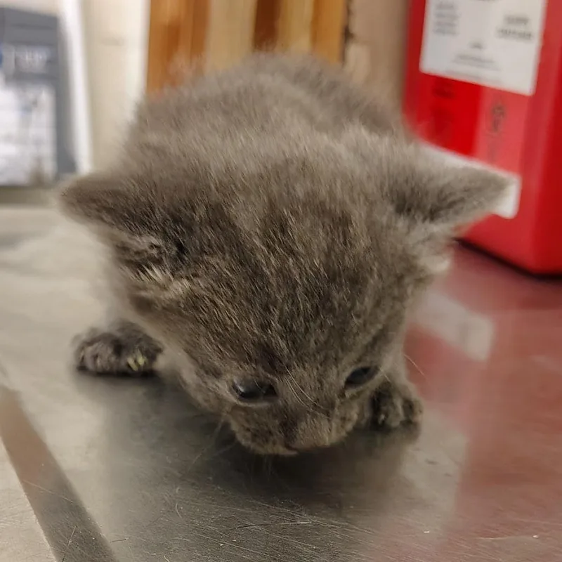 A baby small-sized female Gray / Blue / Silver Domestic Medium Hair cat named Sprout for adoption in Coos Bay, OR
