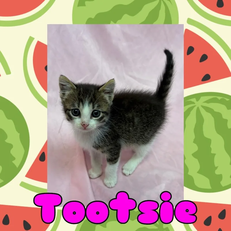 A baby small-sized female White Domestic Short Hair cat named Tootsie for adoption in Royse City, TX