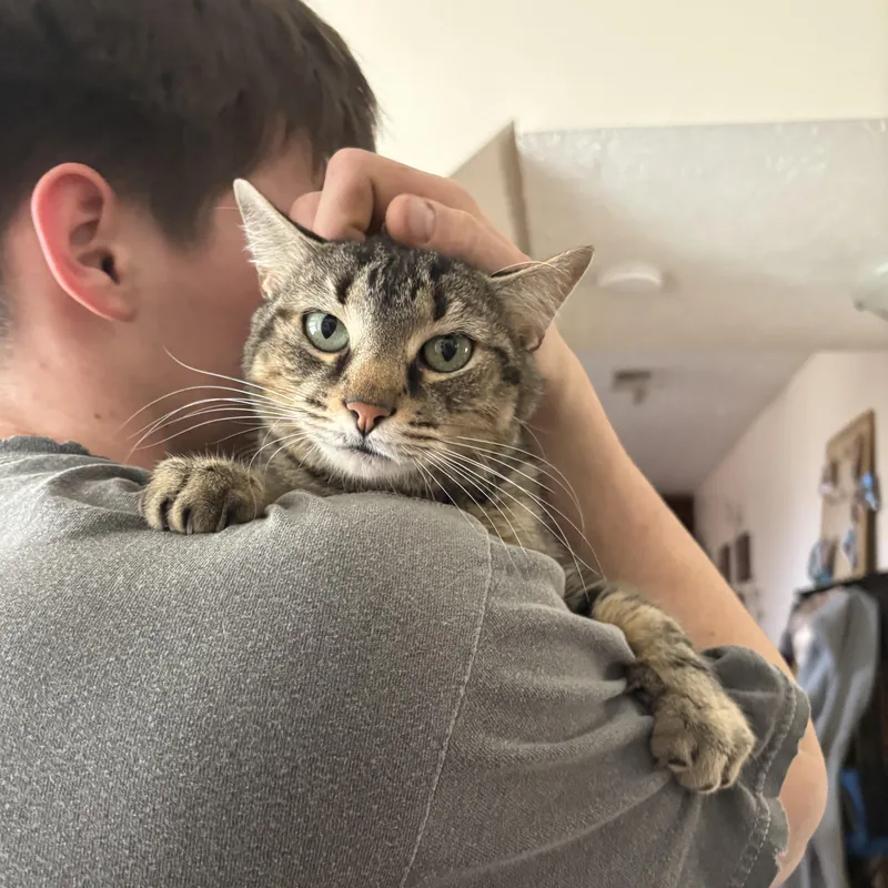 An adult medium-sized male Tabby (Brown / Chocolate) Domestic Short Hair cat named Thor for adoption in Chesapeake Beach, MD