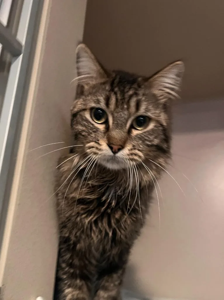 An adult small-sized male Domestic Long Hair cat named Corbin for adoption in Los Angeles, CA