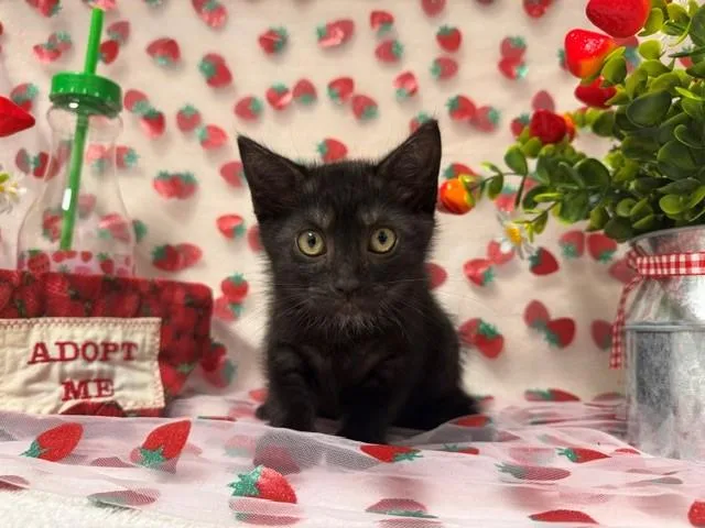 A baby small-sized female Domestic Short Hair cat named Avocado for adoption in Fairfield, CA