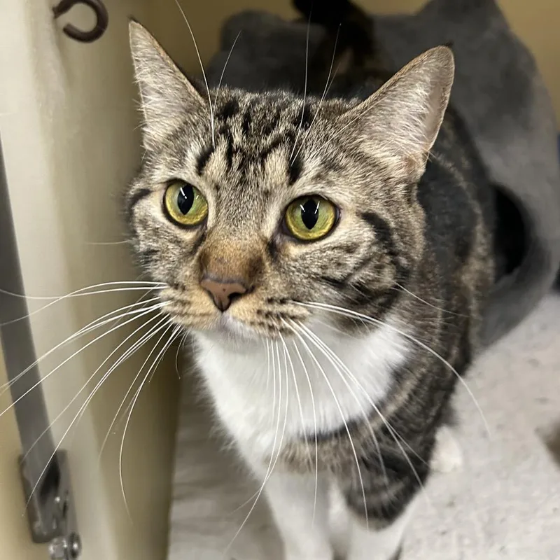 An adult large-sized female Brown / Chocolate Domestic Short Hair cat named Maple for adoption in Zanesville, OH