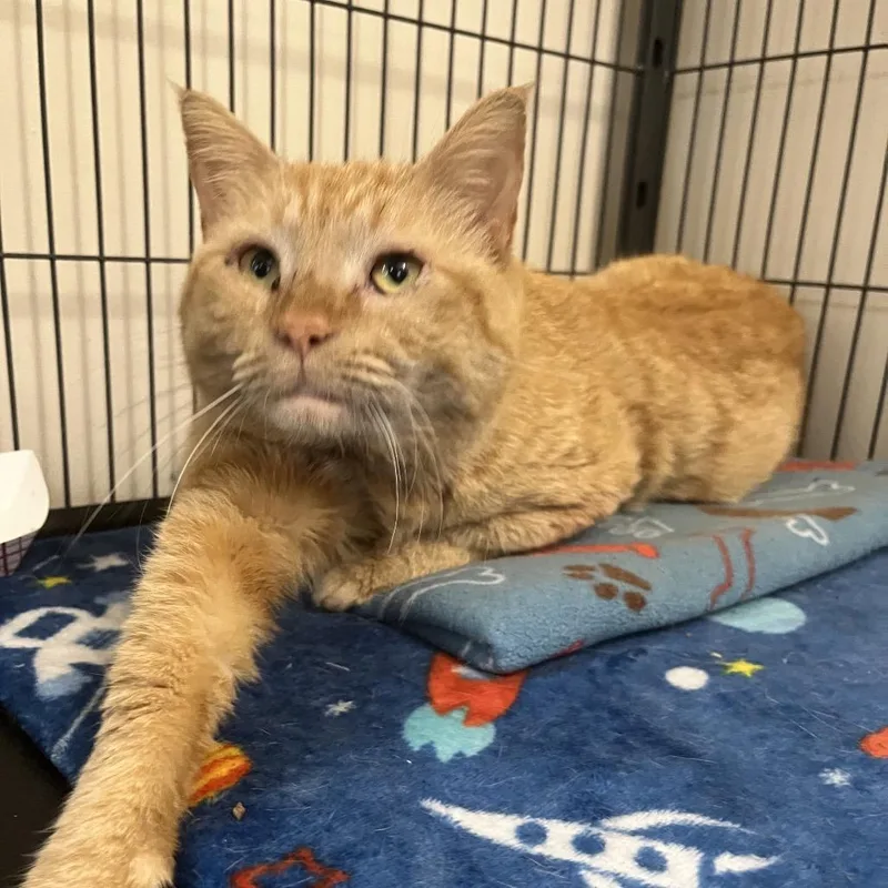 A young large-sized male Orange / Red Domestic Short Hair cat named Ronald for adoption in Lakeland, FL