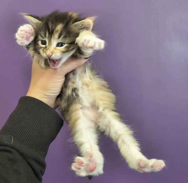 A baby small-sized female Domestic Long Hair cat named Clawdia for adoption in Salt Lake City, UT