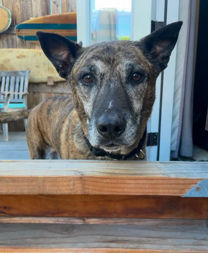 An adult medium-sized male Brindle Shepherd dog named Buddy for adoption in Los Angeles, CA