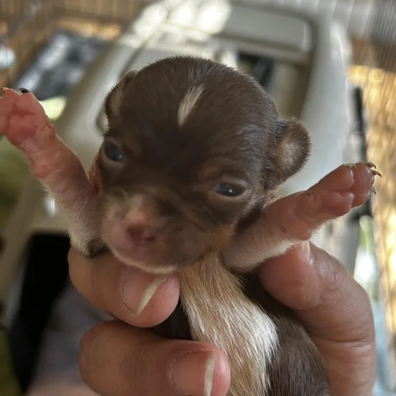 A baby small-sized male Brown / Chocolate Mixed Breed dog named Alistair for adoption in Leander, TX