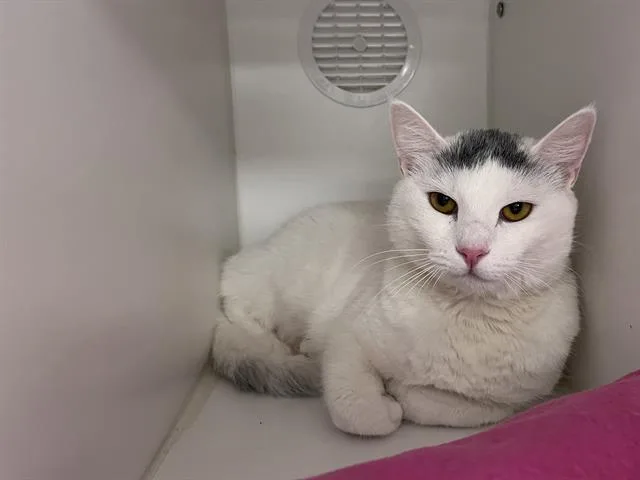 A young small-sized female Domestic Short Hair cat named Katara for adoption in Kent, WA