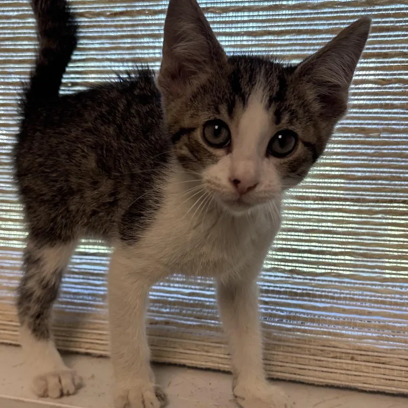 A baby small-sized male Brown / Chocolate Domestic Short Hair cat named Lido for adoption in Naperville, IL