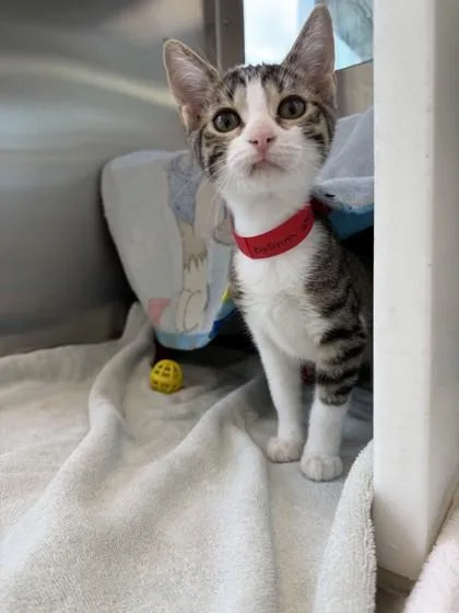 A baby small-sized female Domestic Short Hair cat named Ballerina for adoption in Westland, MI