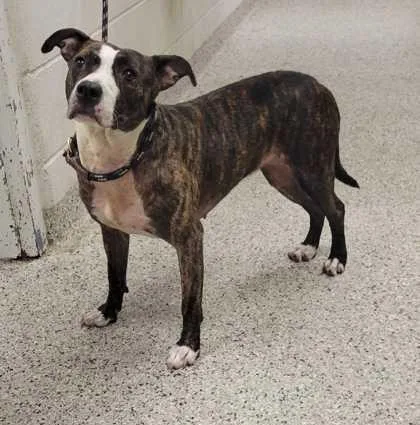An adult medium-sized female Brown / Chocolate Pit Bull Terrier dog named Mocha for adoption in Kansas City, MO