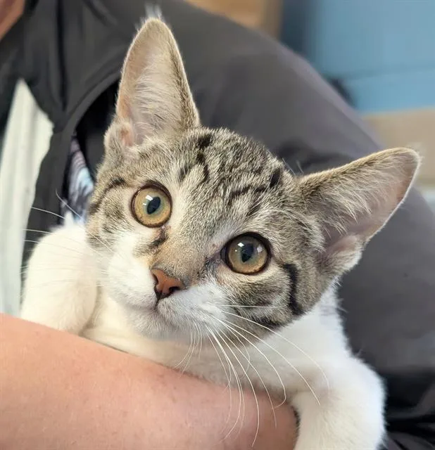 A baby small-sized female Domestic Short Hair cat named Artemis for adoption in Canfield, OH