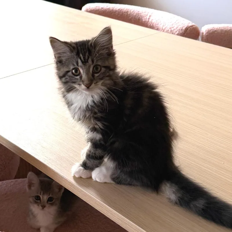 A baby small-sized male Domestic Medium Hair cat named Donut for adoption in Georgetown, KY
