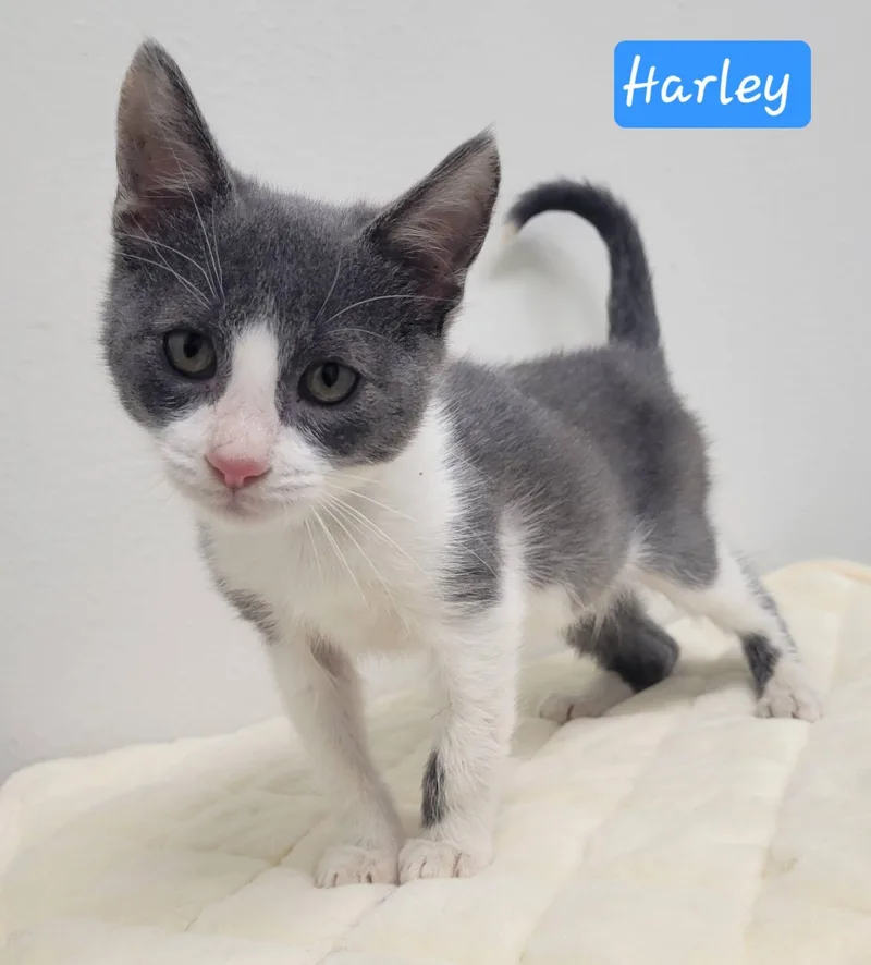 A baby medium-sized male Gray / Blue / Silver Domestic Short Hair cat named Harley for adoption in LaPlace, LA