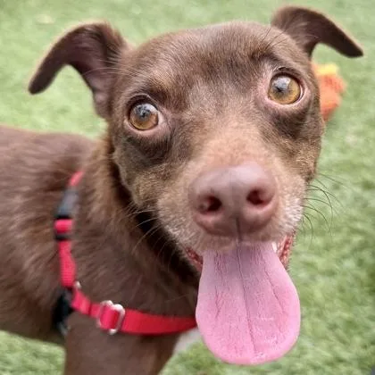 An adult small-sized male Mixed Breed dog named Buddy for adoption in Largo, FL