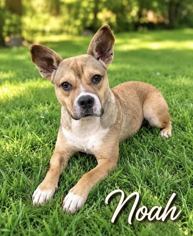 An adult medium-sized male Feist dog named Noah for adoption in Manchester, CT