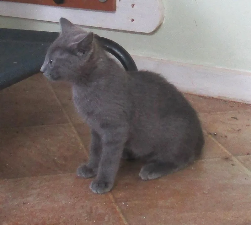 A baby medium-sized female Gray / Blue / Silver Russian Blue cat named Ashley for adoption in Troutman, NC