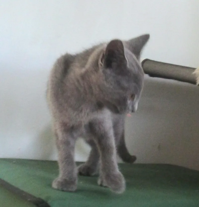 Ashley thumbnail 6