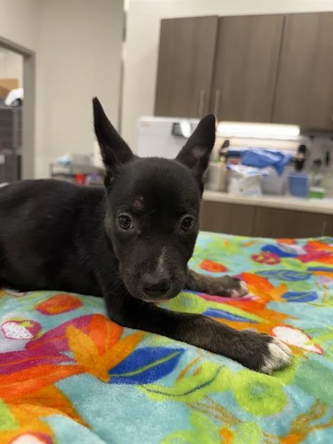 A baby small-sized female German Shepherd Dog dog named Barbacoa for adoption in Baytown, TX