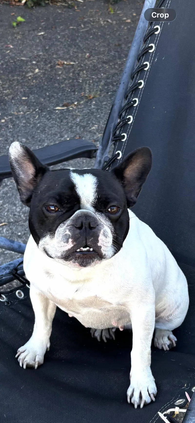 An adult medium-sized female French Bulldog dog named Domino for adoption in Inglewood, CA