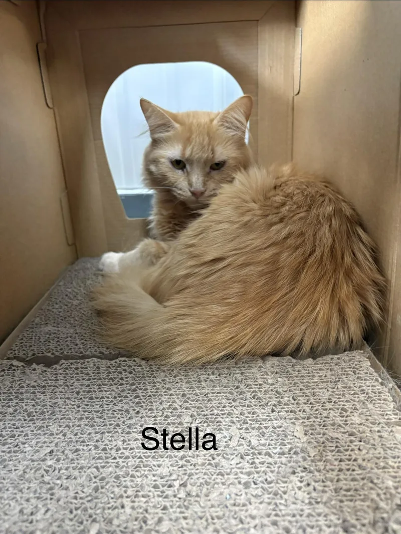 An adult medium-sized female Domestic Long Hair cat named Stella for adoption in Big Rapids, MI