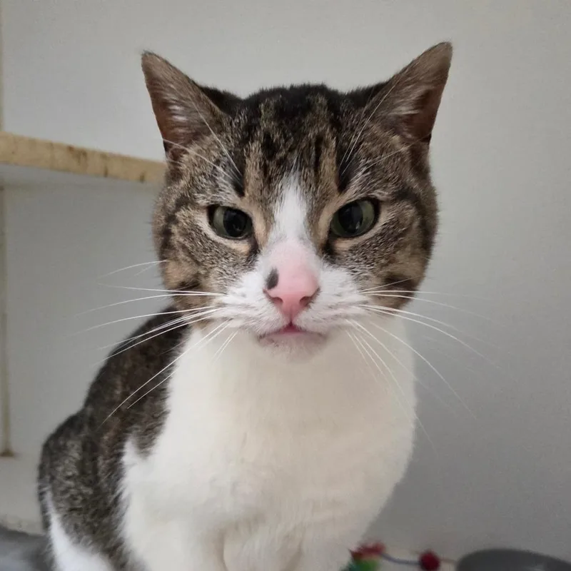 A senior medium-sized male White Domestic Short Hair cat named Asa for adoption in Pontiac, IL