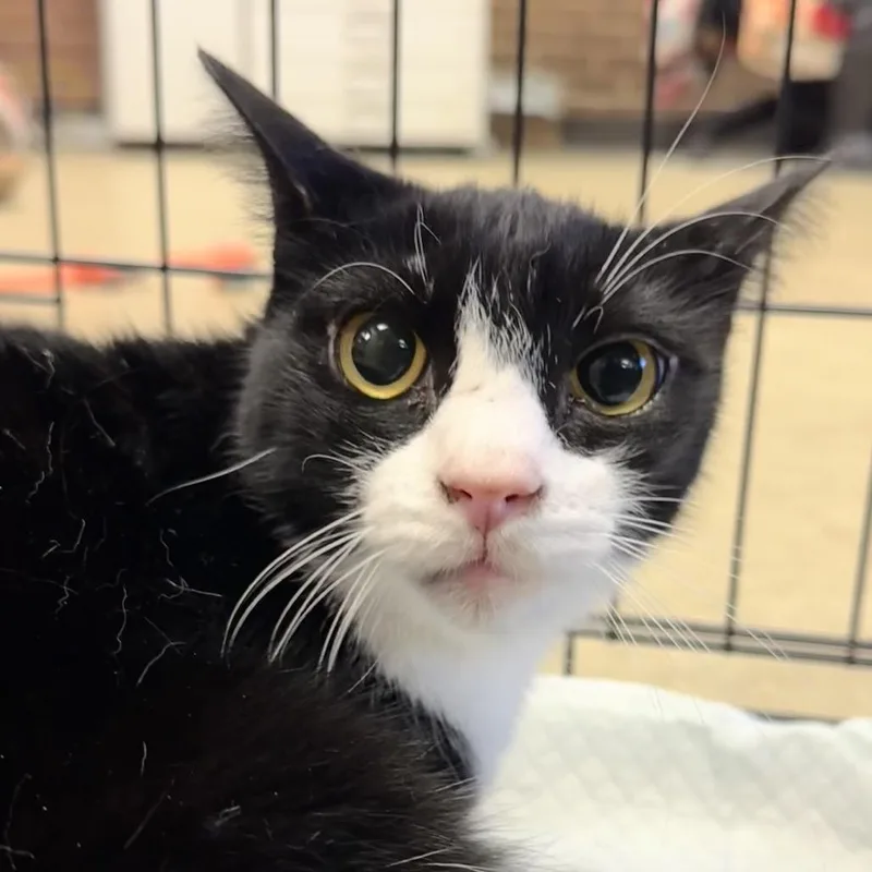 An adult medium-sized female Black Domestic Short Hair cat named Lucille for adoption in Birmingham, AL