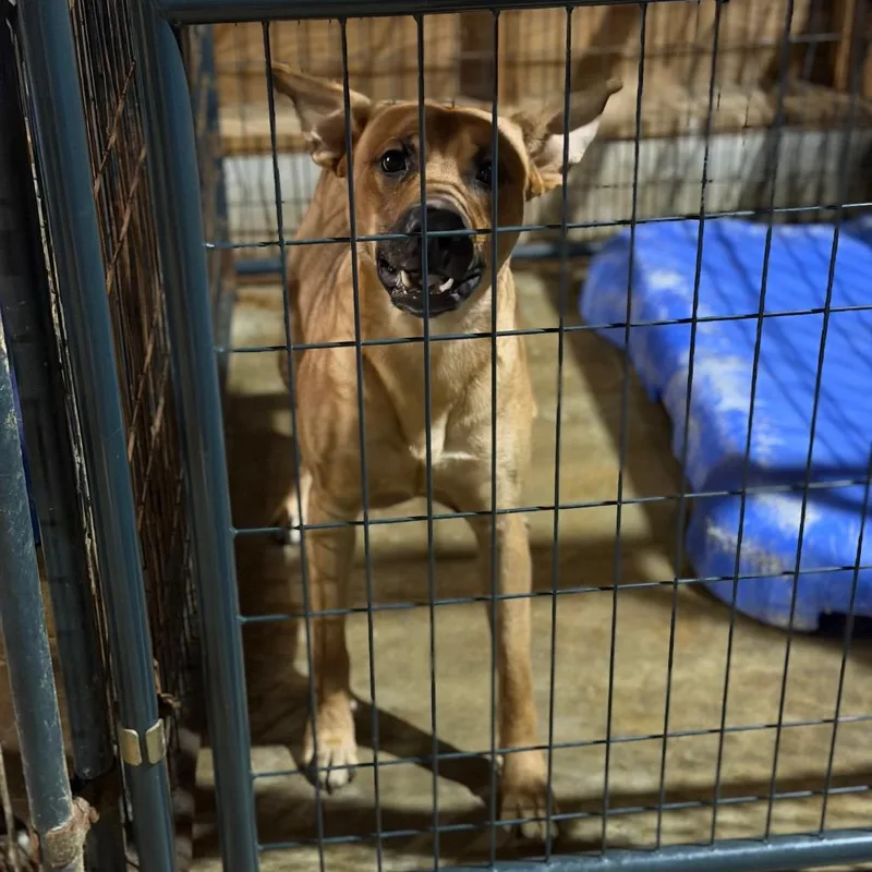 An adult medium-sized male Red / Chestnut / Orange Shepherd dog named Sarg. Perkins for adoption in Fort Smith, AR