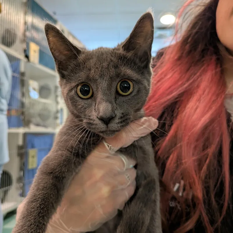 A baby small-sized female Gray / Blue / Silver Domestic Short Hair cat named Carly for adoption in South Burlington, VT