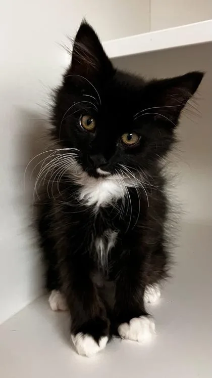 A baby small-sized male Domestic Short Hair cat named Wiz for adoption in West Chester, PA