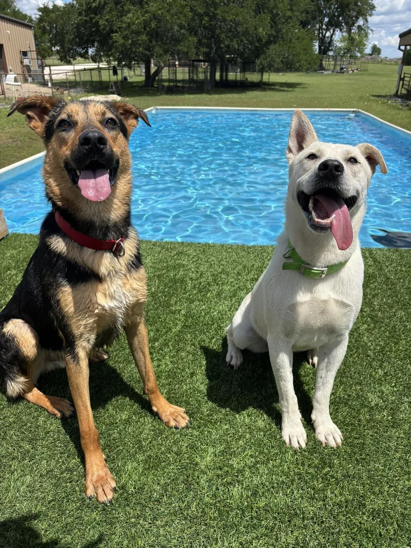 An adult medium-sized male White / Cream Mixed Breed dog named Cream for adoption in Gatesville, TX