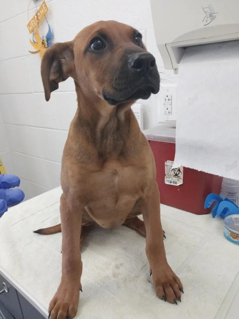 A baby small-sized female Mixed Breed dog named Serenity for adoption in Oxford, NC