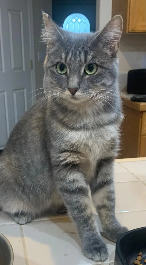 A young large-sized female Domestic Short Hair cat named Polly for adoption in Thayne, WY