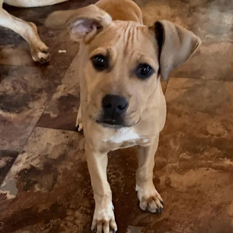 A baby medium-sized female American Staffordshire Terrier dog named Peaches for adoption in Northville, MI