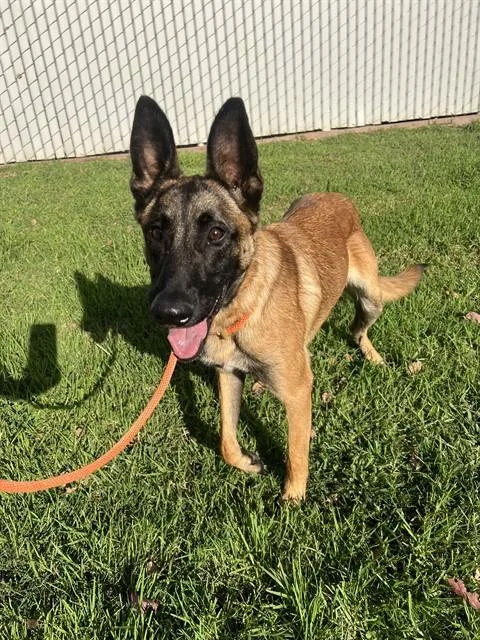 A young large-sized male Belgian Shepherd / Malinois dog named Kobe for adoption in Ontario, CA