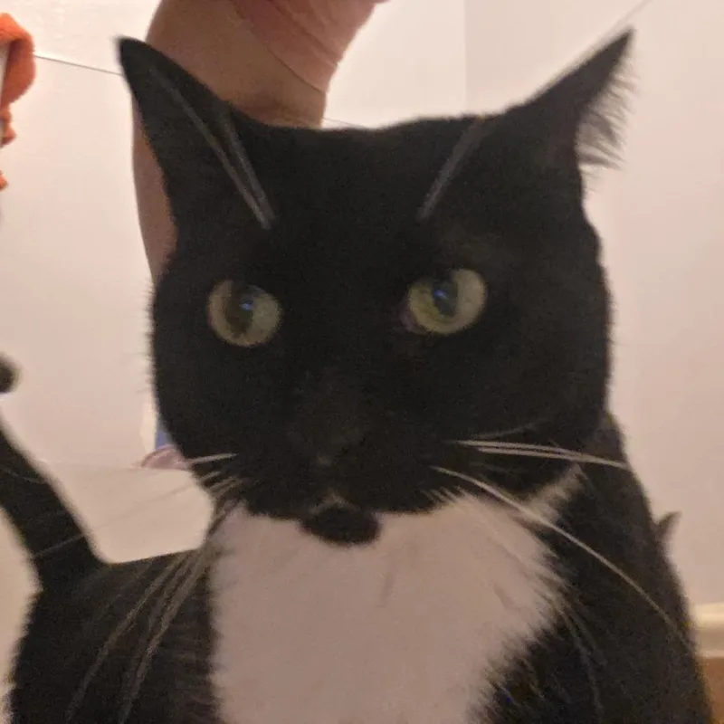An adult small-sized male Domestic Short Hair cat named Sox for adoption in Midland, TX
