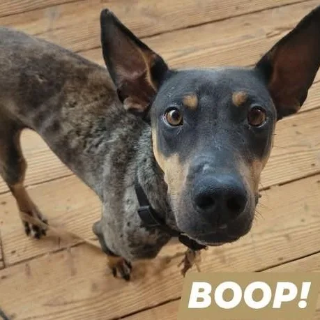 A young medium-sized male Mixed Breed dog named Neo for adoption in Chino valley, AZ