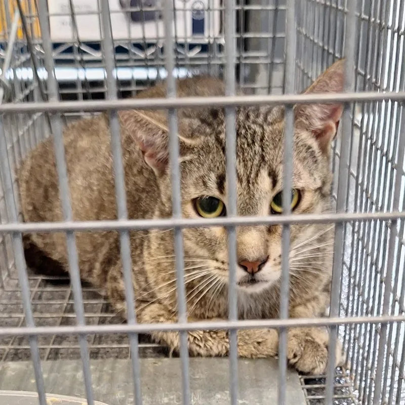 An adult small-sized female Gray / Blue / Silver Domestic Short Hair cat named Sj for adoption in Montgomery, AL