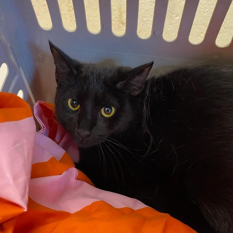 A young medium-sized female Black Domestic Short Hair cat named Lyndon for adoption in Memphis, TN